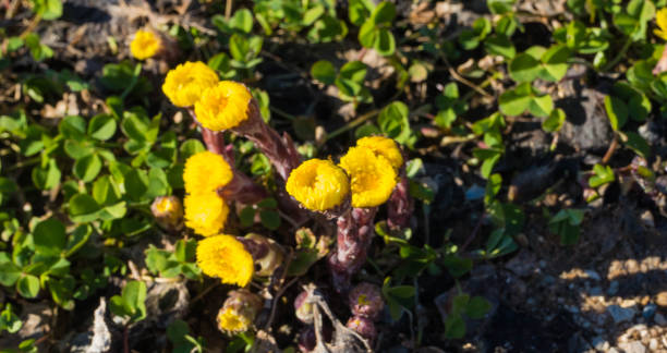 istock First Coltsfoot Flowers in Winter 1305913694