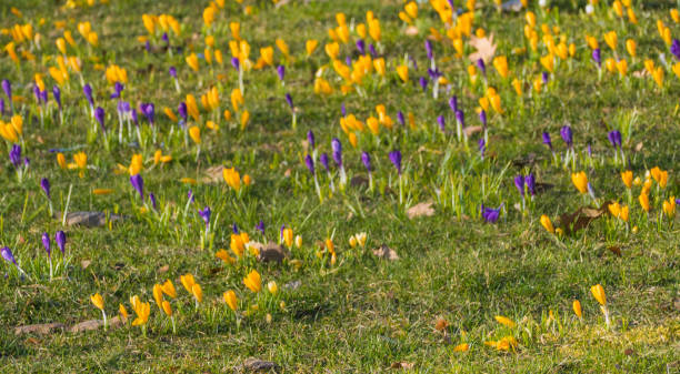 istock Sea of Crocus Flowers in Grass 1305913703