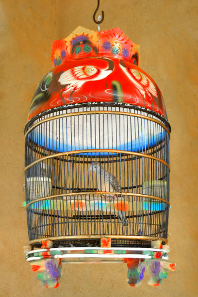 istock turtledoves in a cage 1305914370