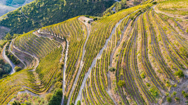 istock Vine plantations on large areas of land 1305914537