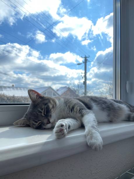 istock gray cat sunbathing on the windowsill 1305914599