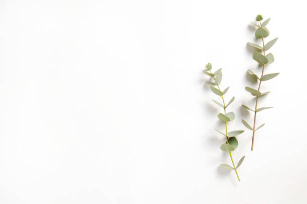 istock Leaves of silk Australian eucalyptus 1305916812