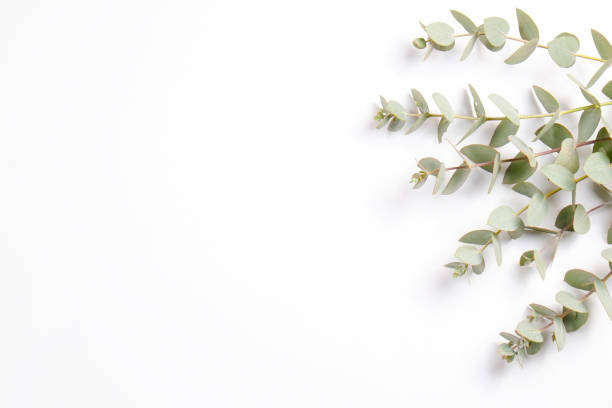 istock Leaves of silk Australian eucalyptus 1305916831