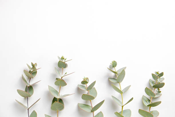 istock Leaves of silk Australian eucalyptus 1305916834