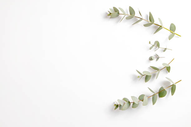 istock Leaves of silk Australian eucalyptus 1305916841