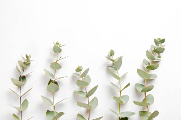 istock Leaves of silk Australian eucalyptus 1305916853