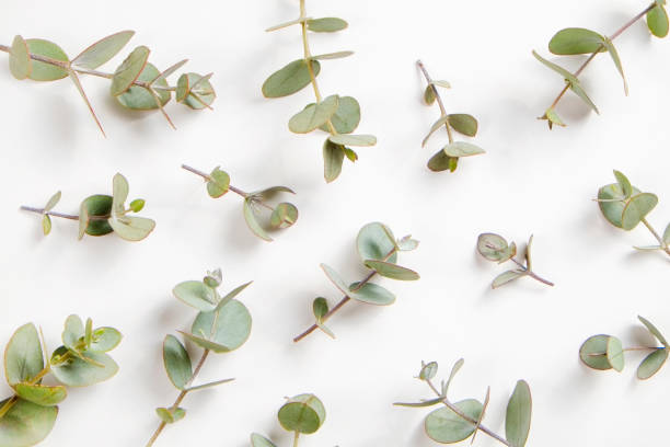 istock Leaves of silk Australian eucalyptus 1305916862