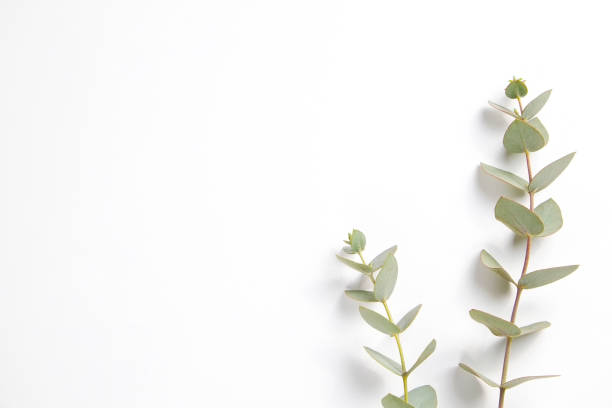 istock Leaves of silk Australian eucalyptus 1305916866
