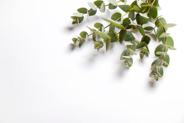 istock Leaves of silk Australian eucalyptus 1305916888