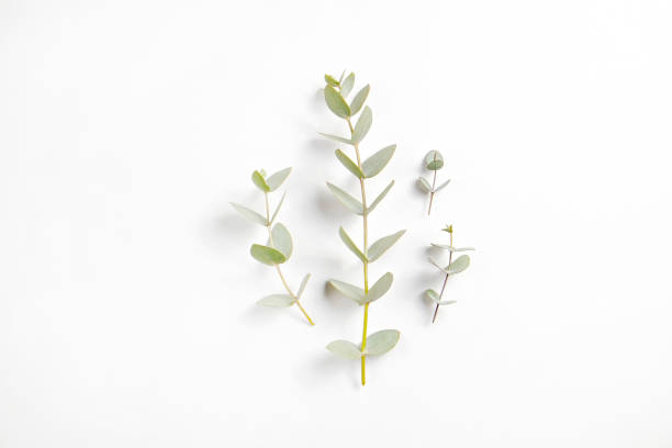 istock Leaves of silk Australian eucalyptus 1305916890