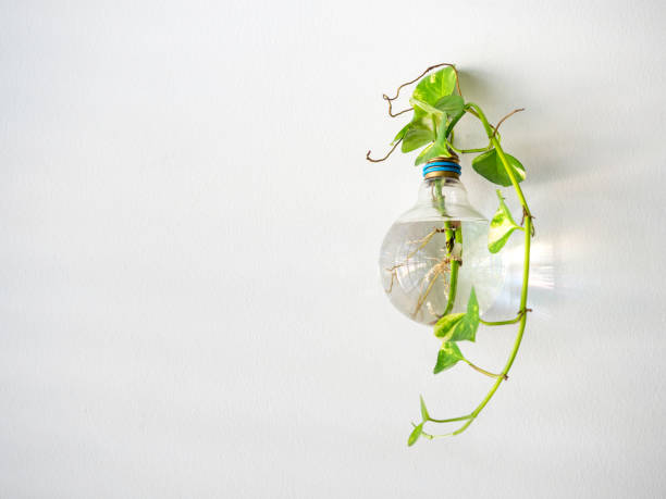 istock Green plant grow in light bulb water vase. 1305916996