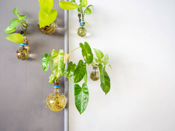 Green plant grow in light bulb water vase.