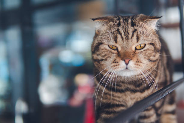 istock Cute cats in cat cafe thailand 1305918346