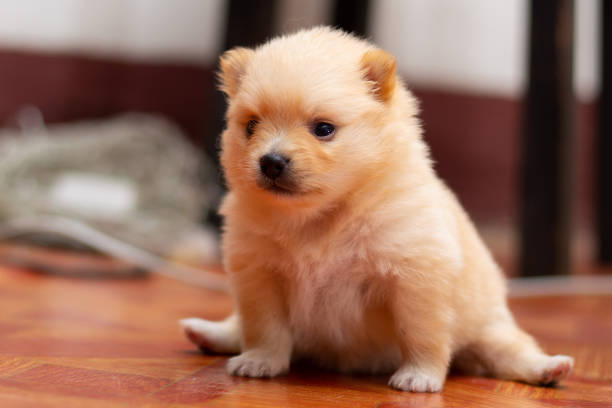 istock Small pom puppy Growing up in a cute age 1305918543
