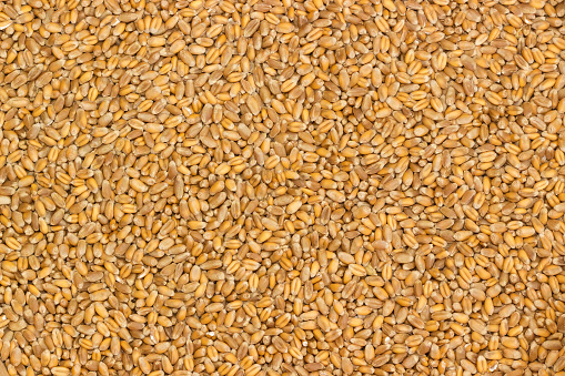 Raw dry whole durum wheat grains strewn with an even layer, top view close-up, background