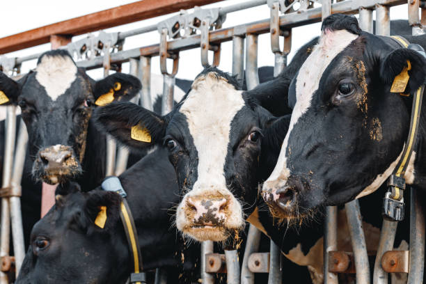 istock Black and white spotty cows on a farm 1305919703