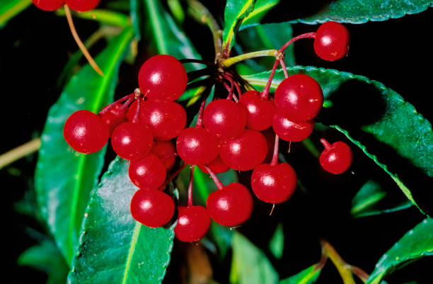 istock ardisia crenata, coral berry 1305921110