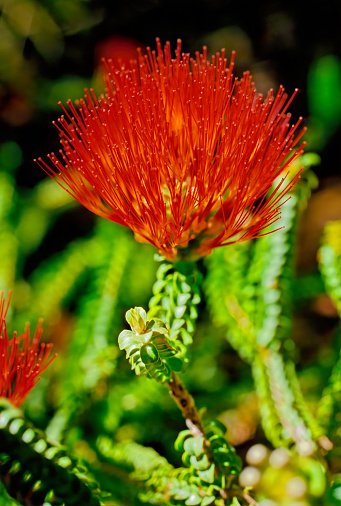 Beaufortia squarrosa, commonly known as sand bottlebrush, is a plant in the myrtle family, Myrtaceae and is endemic to the south-west of Western Australia.