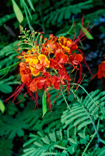 istock Caesalpinia pulcherrima 1305921117