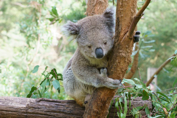 istock Koalas in Victoria, Australia 1305923019