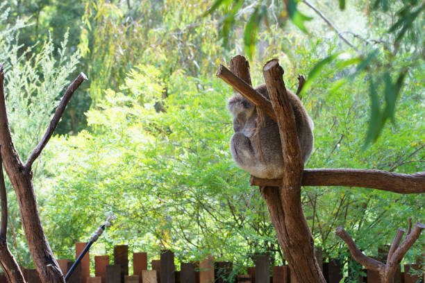 istock Koalas in Victoria, Australia 1305923041