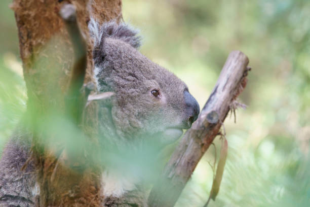 istock Koalas in Victoria, Australia 1305923065