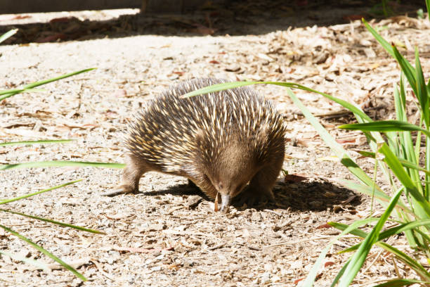 istock Echidnas in Victoria, Australia 1305923255