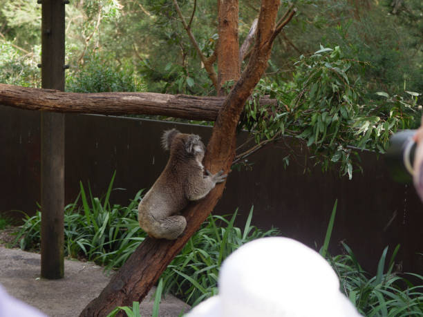 istock Koalas in Victoria, Australia 1305924182