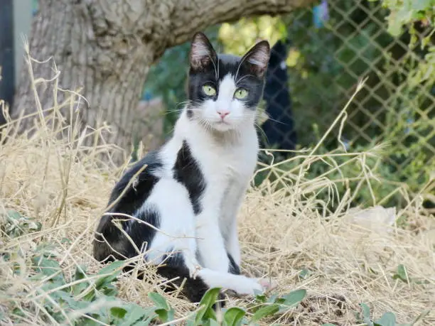 Photo of A cat (Felis silvestris catus) one of the most popular (along with a dog) 