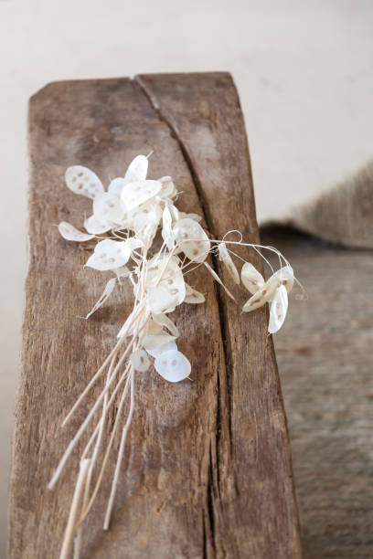 istock lunaria dried flowers 1305926932