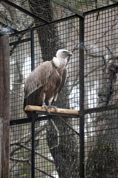 griffon vulture (gyps fulvus) impressive bird of prey, one of the largest that we can find in europe, in its cage - griffon vulture imagens e fotografias de stock