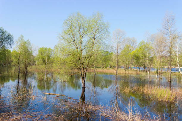 istock Trees and shrubs standing in water during the spring flood 1305928056