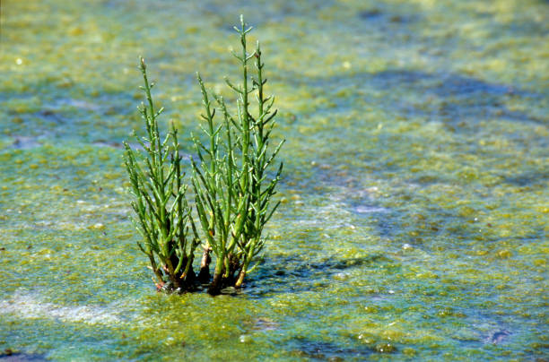 Salicornia Salicornia in salt marsh of Camargue salicornia stock pictures, royalty-free photos & images