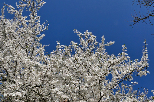 Fresh white blossom of Mirabelle trees in Spring set against a beautiful blue sky