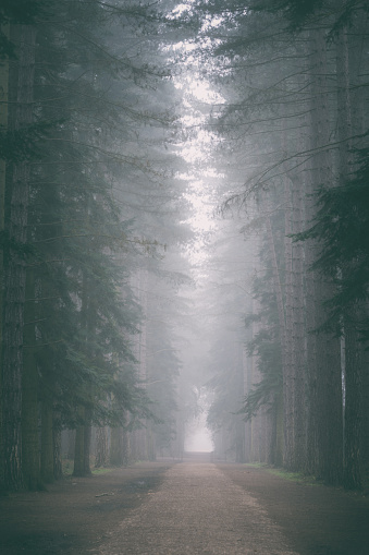 Mist drifts across a dirt road running through a mysterious pine forest.