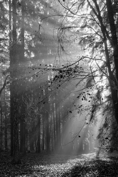 istock Sunbeams in the morning forest in black and white 1305932380