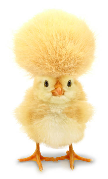 istock Crazy chick with even crazier hair isolated on white background 1305932520