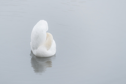 A swan preening itself