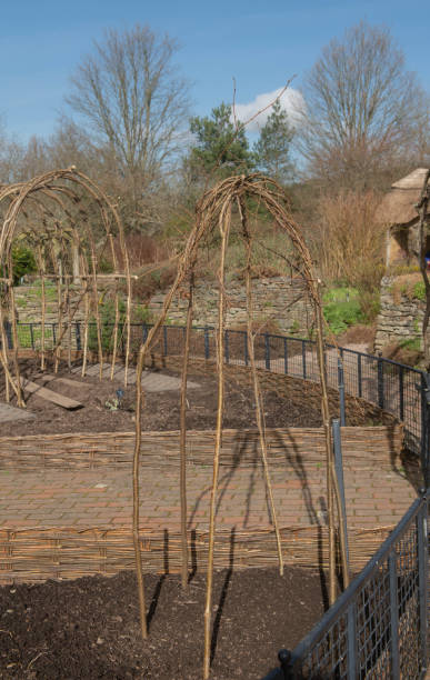 istock Hand Made Hazel Stick Arch Frame or Wigwam for Growing Climbing Vegetables or Plants in a Kitchen Vegetable Garden in Rural Devon, England, UK 1305932655