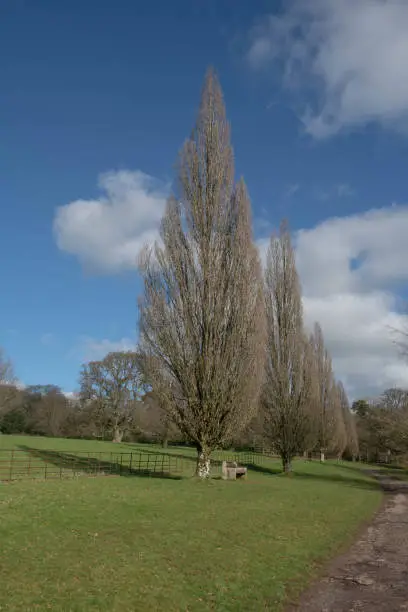 Quercus robur 'Fastigiate' is a Columnar Variety of the Common English Oak Tree