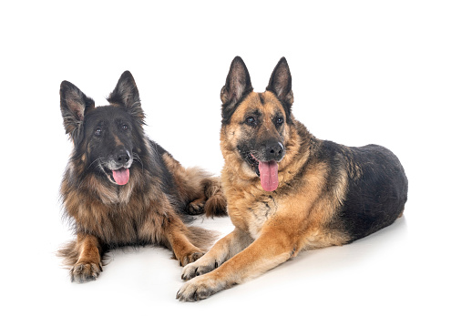 old german shepherds in front of white background