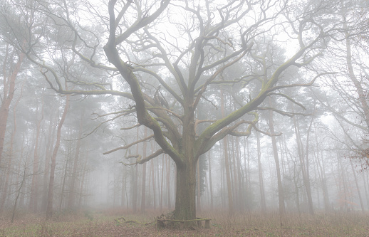 A misty Springtime morning in the English countryside, and here we see a majestic oak tree in a pine forest.