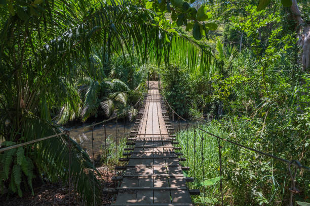 Suspended bridge at natural rainforest park, Drake Bay Costa Rica stock photo