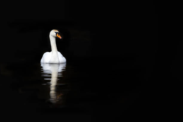 istock White swan reflected in calm water 1305934839