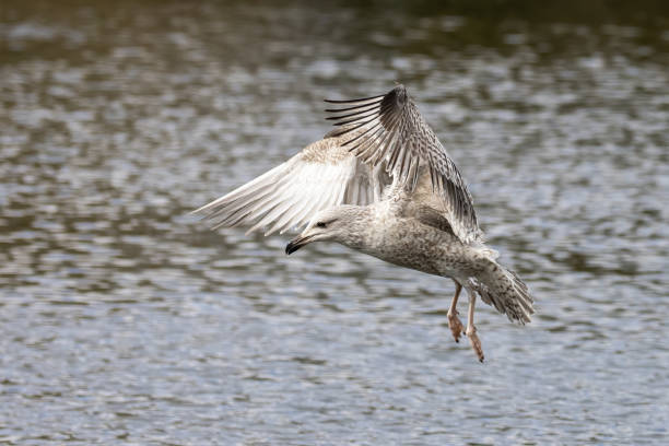 Juvenile herring gull in flight, Southampton common, Hampshire, UK