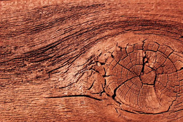 cedar wood - abstract background