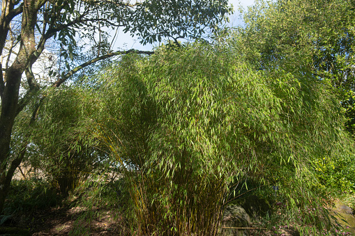 The Fargesia Simba Bamboo is Ideal for Growing in a Container on a Patio in a garden