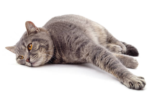 istock Adult gray cat lying. 1305935314