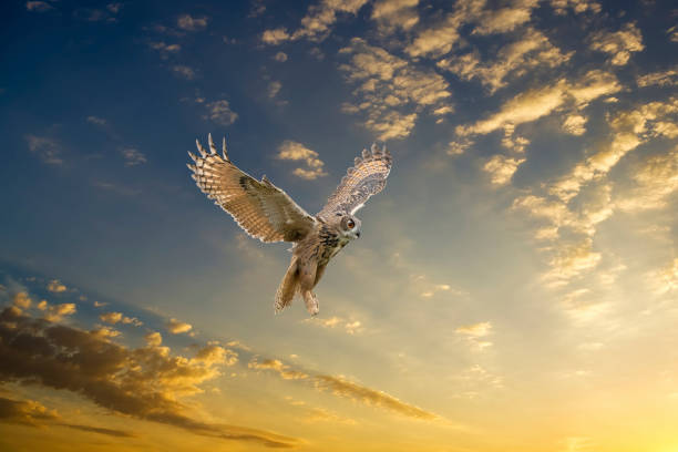 istock One Eurasian Eagle Owl or Eagle Owl. Flies with spread wings against a dramatic blue, yellow, orange sky. Red eyes stare at you while he is hunting. Cloudscape, composite photo 1305935450