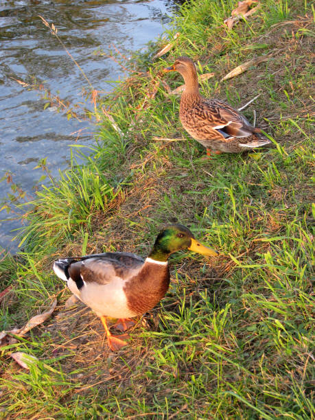 istock male and female wild ducks 1305936477